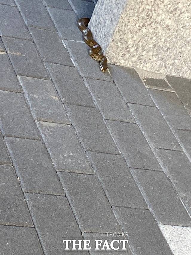광주광역시의 한 아파트 공동현관에 구렁이로 보이는 뱀이 출몰해 한바탕 소동이 일었다. /제보자 제공