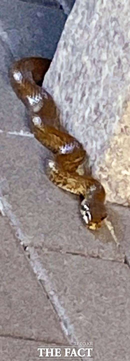 광주광역시의 한 아파트 단지에 뱀이 출몰해 주민들이 불안감에 술렁이고 있다. /제보자 제공