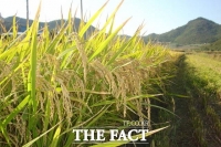  진도군, 가루 쌀 생산단지 조성 공모사업 선정 돼