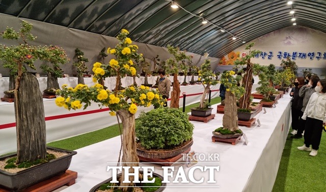 예산군 국화분재연구회 회원들이 정성껏 가꾼 분재. / 예산 = 최현구 기자