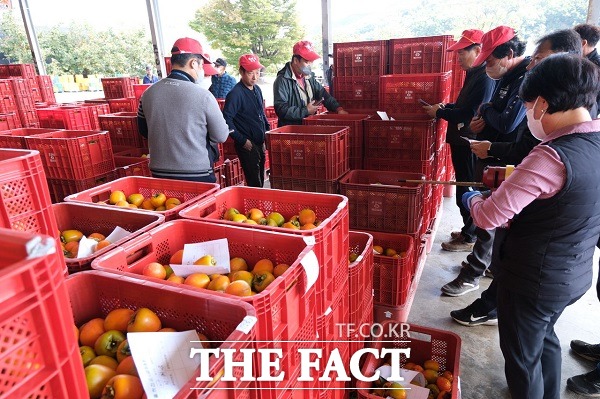 ‘감 고을’ 충북 영동군이 감 거래 20kg 정량제 경매를 실시한다. 불공정 거래를 방지하기 위한 차원이다. /영동군.