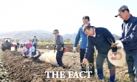  파주시, 인삼 수확 시연...생산량 121톤 예상