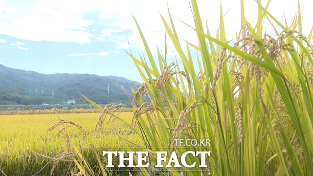 이모작 하계작물 중 벼는 지난해 과잉생산으로 쌀값이 1년간 28% 하락함에 따라 제외했다. / 예산군 제공
