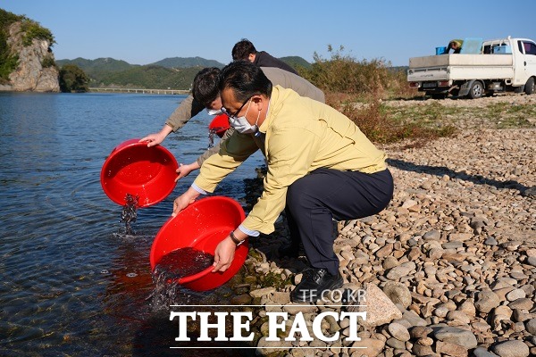 충북 영동군은 지역의 큰 물줄기인 양산면과 양강면 일원 하천에 토종어류인 대농갱이 11만 4천여마리를 방류했다. /영동군.