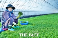  해남군 “천연 미네랄 가득 품은 세발나물” 별미채소 인기