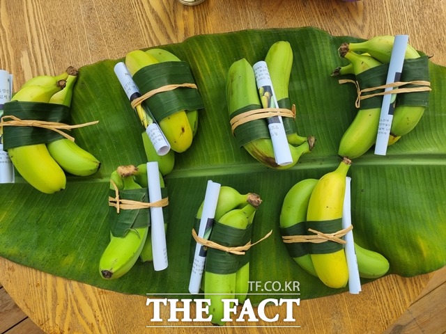 충남 천안의 커피에 반하나농장에서 수확된 바나나 모습. / 천안=김경동 기자