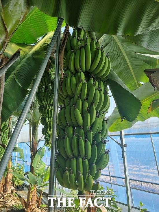충남 천안의 커피에 반하나농장에서 수확을 앞둔 바나나 모습. / 천안=김경동 기자