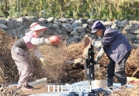  노부부의 신나는 가을걷이[포토]