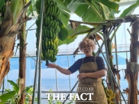  커피 키우다 '천안산 바나나' 출하에 성공한 천안 농장