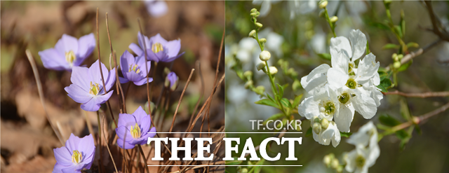 깽깽이풀 꽃(왼쪽)과 가침박달나무 꽃(오른쪽). / 충남도 산림자원연구소 제공