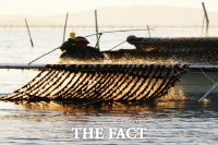  해남군, 오는 2023년산 고품질 김 생산 지원 ‘박차’