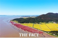  인천시, 강화 석모도에 '칠면초' 해안길 조성