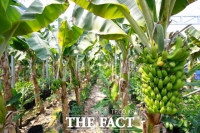  완도군 ‘더 돈 되는 농·수·축산업’ 육성에 주력