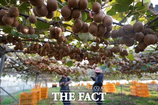 참다래 수확(산이면 진산리 김정헌 농가)/해남군 제공