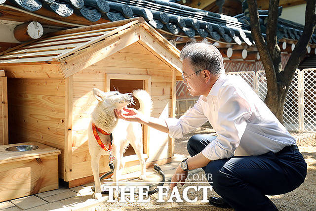 홍준표 대구시장이 8일 문재인 전 대통령의 풍산개 파양 논란과 관련해 개 3마리도 건사 못하면서 어떻게 대한민국을 5년이나 통치했느냐고 비판했다. 사진은 북한이 선물한 풍산개 한 쌍 중 암컷 곰이 /더팩트DB