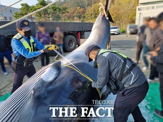 경주시 감포항 해성서 밍크고래가 잡혔다./포항해양경찰서 제공