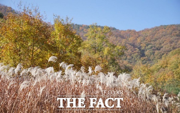 충북 옥천 향수호수길. /충북도청 블로그.