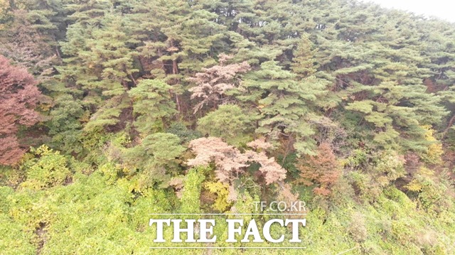 아산에서 소나무재선충병 감염이 확인됐다. / 아산시 제공