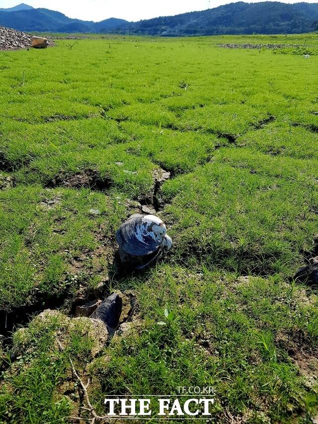 2018년 혹독한 가뭄 당시 초원처럼 변한 전남 나주호에 폐사된 말조개가 뒹굴고 있다. 광주=이병석 기자