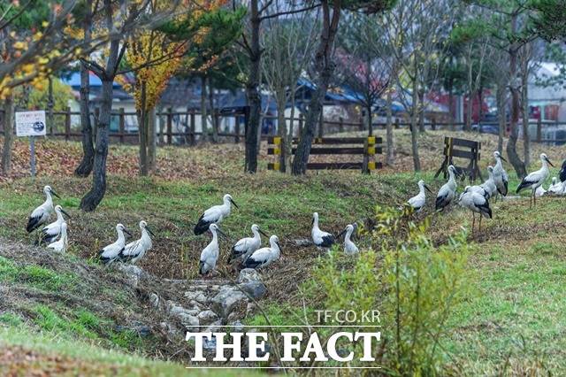 예산황새공원 습지에서 먹이 사냥 중인 황새. / 출처=(사)황새사랑 김경선 작가