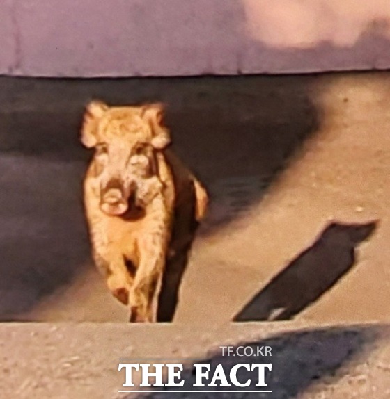 16일 오후 3시 37분쯤 부산 해운대구 재송동에 있는 한 길거리에서 멧돼지가 출몰했다./부산경찰청 제공.