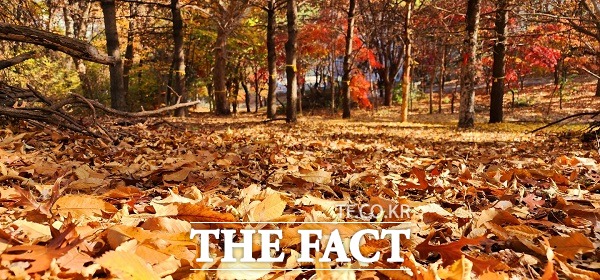 낙엽으로 가득한 진재공원. 낙엽을 밟는 재미가 있다. /청주=이주현 기자