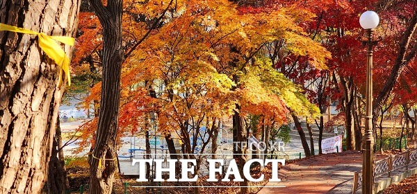 가을옷을 입은 진재공원. 단풍잎이 가을의 끝자락을 달리듯 차분해 보인다. /청주=이주현 기자.