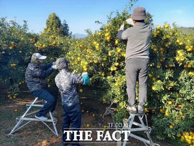 완도 유자 수확하는 모습/완도군 제공