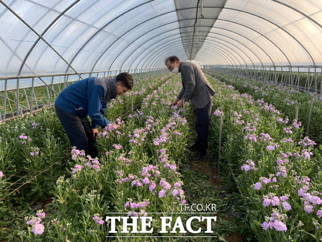 스토크 재배 현장/해남군 제공