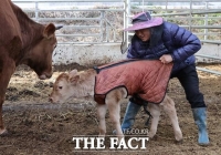  [포토]한파에 방한복 입은 송아지