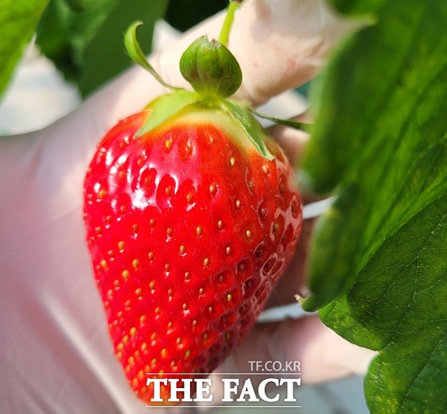 홍성군과 농업회사 헤테로가 공동 개발한 신품종 딸기 홍희가 정식 출하를 시작했다. / 홍성군 제공
