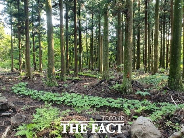 12월부터 국유림을 빌려 산양삼을 재배할 경우 규제가 대폭 개선된다. / 산림청 제공