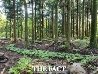  산림청 국유림내 산양삼 재배 규제개선...임대기간 제한 폐지