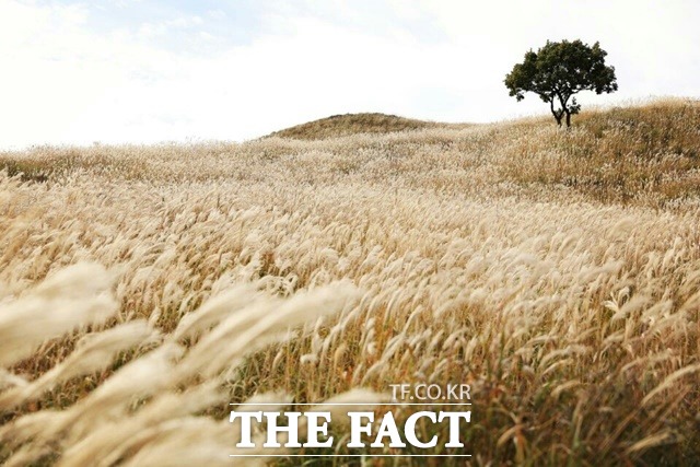 한국관광100선에 2회 연속선정된 합천 황매산군립공원 억새 모습/합천군 제공