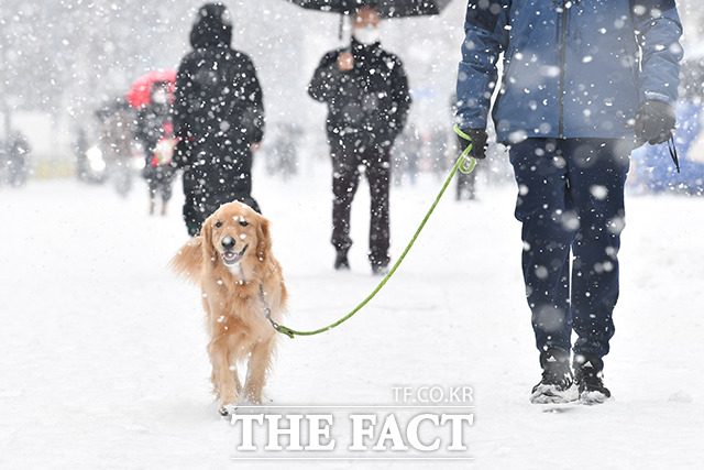 월요일인 19일에도 일부 지역에 많은 눈과 비가 내리는 등 강추위가 이어지겠다. /더팩트 DB