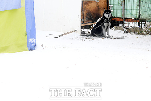 구룡마을 입구에서 사람들을 맞이하던 강아지. 눈을 좋아하는 허스키는 눈밭에 앉아 낭만을(?) 즐기고~