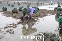  장흥군 용산면 남포마을, 갯벌에 핀 꽃 ‘석화’[포토]