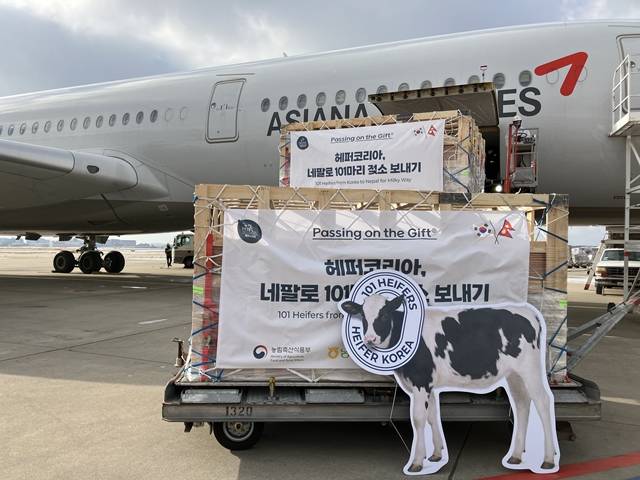 아시아나항공이 네팔로 101마리 젖소 보내기 사업에 참여하고 젖소 42마리를 운송했다고 밝혔다. /아시아나항공 제공