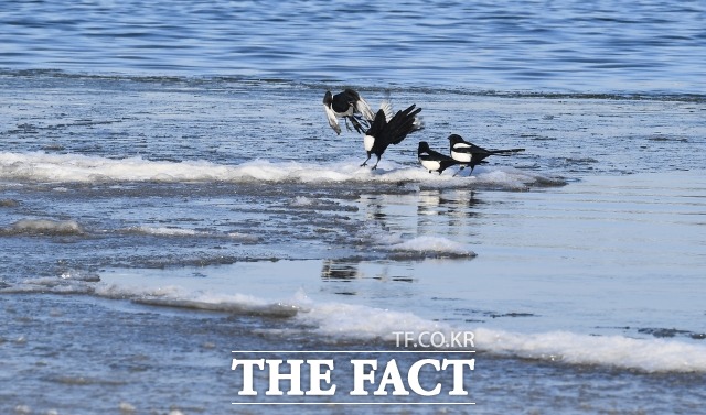 전국적으로 영하 10도 안팎의 한파가 이어지고 있는 가운데, 올겨울 첫 한강 결빙이 관측됐다. 사진은 지난 18일 오전서울 영등포구 여의도한강시민공원 주변이 얼어붙은 모습이다. /이동률 기자