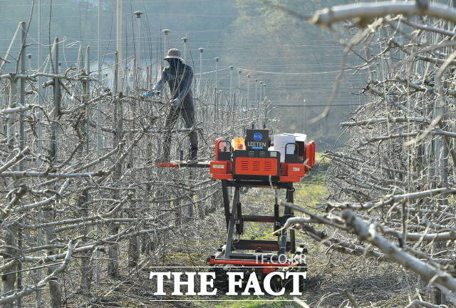 장성군은 고령화와 일손 부족으로 전정작업을 진행하지 못하는 취약 농가에 전정 비용 일부를 지원한다고 27일 밝혔다./장성군 제공
