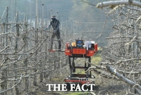  장성군, 취약 과수농가에 전정비용 50% 지원