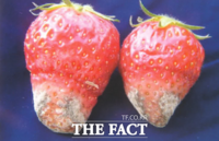  담양군, 딸기 재배 및 병해충 예방 철저 당부