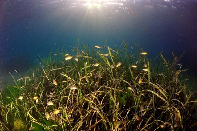 ㈜효성과 효성티앤씨, 효성중공업은 잘피숲 관리 사업에 참여한다. /효성 제공