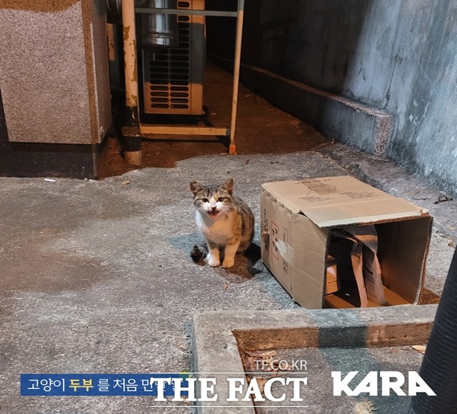 경남 창원시 성산구 대방동에서 살해 당한 고양이 ‘두부’의 생전 모습./동물권행동 카라 페이스북 캡처