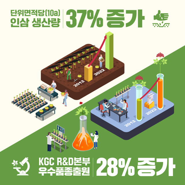 KGC인삼공사는 올해 정관장 계약재배 농가의 6년근 인삼 수확량이 10아르(a) 기준 780kg을 기록했다고 29일 밝혔다. /KGC인삼공사 제공