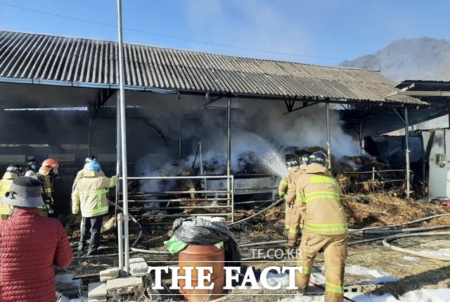 소방대원들이 경북 영주시 창진동의 한 우사에서 난 불이 나 진화 중이다/경북소방본부 제공