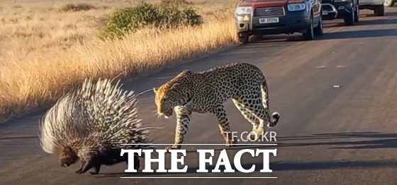 경북 구미에서 호저가 동물원을 탈출해 포획하는 소동이 발생했다, 위 사진은 관련없음