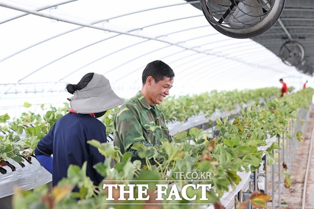 임실군의 한 농가에서 일손 돕는 외국인 계절근로자. /임실군 제공
