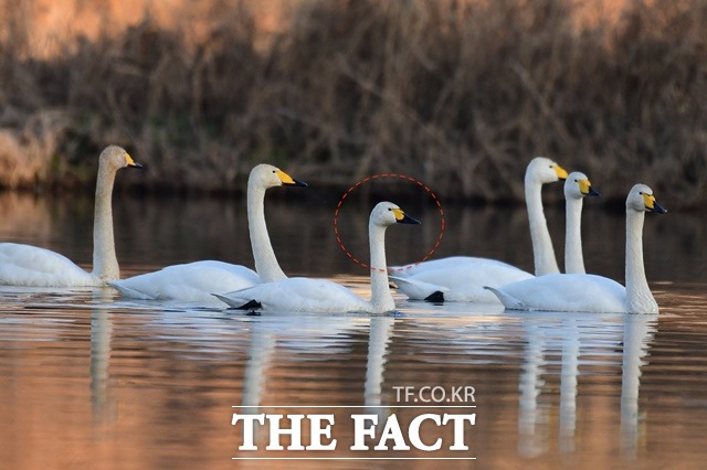 대전 갑천에서 확인된 고니(둥근 원) / 대전환경운동연합 제공
