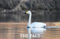  대전환경운동연합 '갑천서 멸종위기 고니 첫 확인'